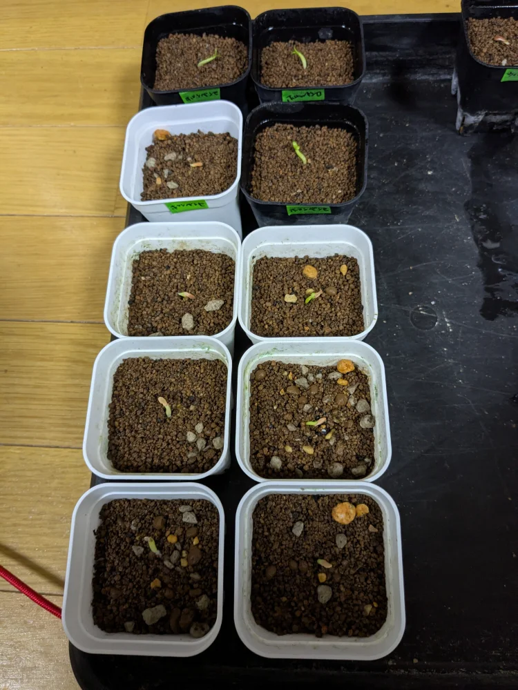 パキポディウム ホロンベンセ Pachypodium horombense