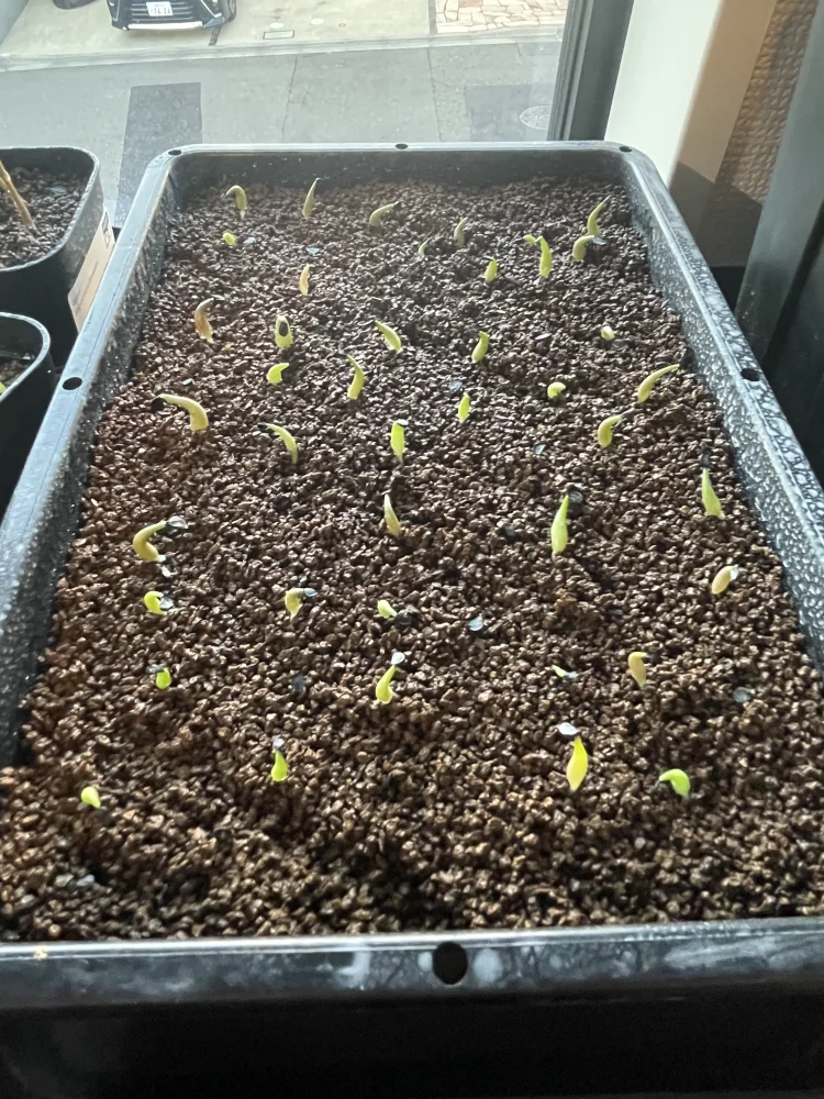 Agave oteroi Lot. (アガベ オテロイ)