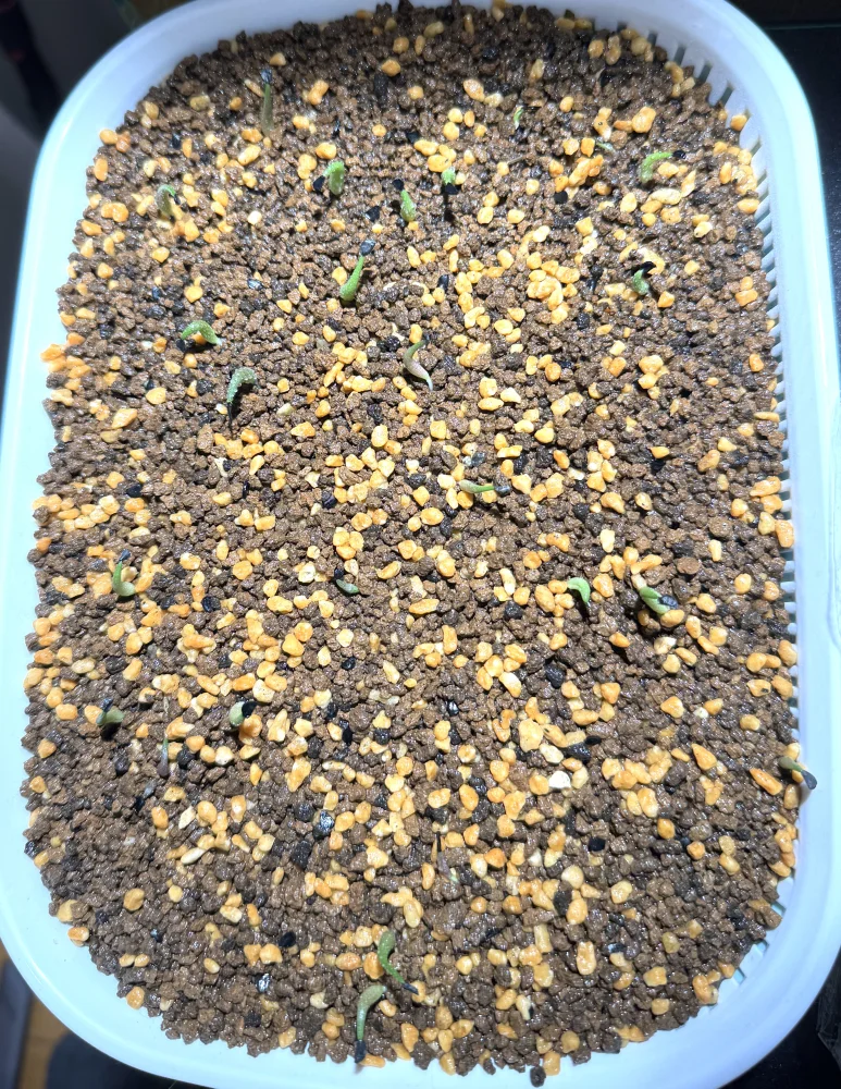 アガベ オテロイ Agave oteroi Lot.2025L