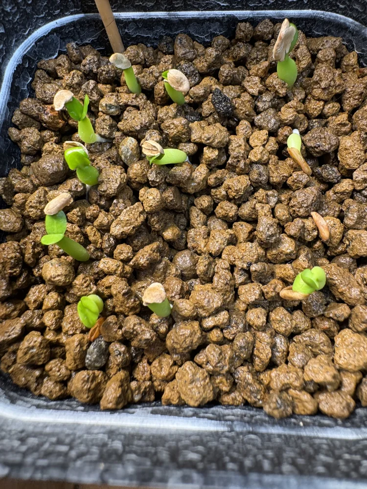 Pachypodium rosulatum var. inopinatum (パキポディウム イノピナツム)