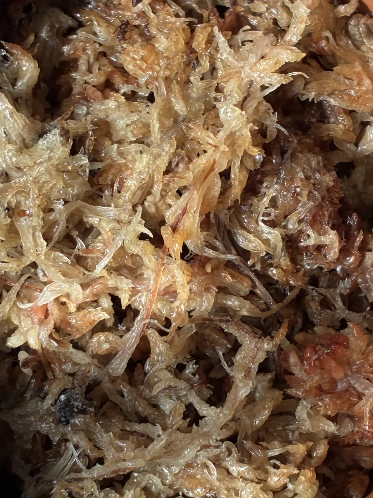 Drosera cistiflora (ドロセラ キスティフローラ)