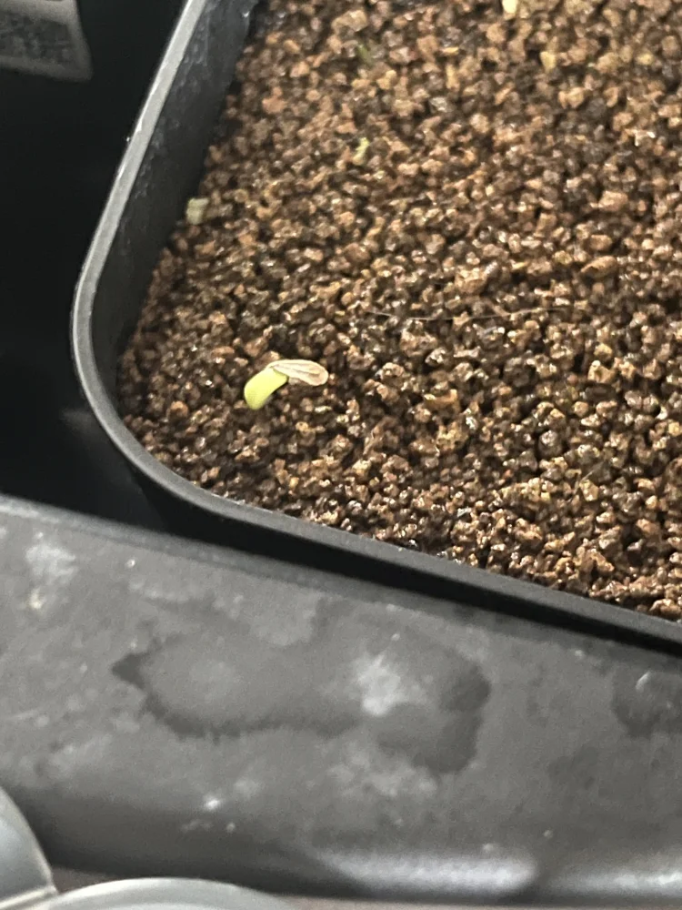 [プレゼント種子] パキポディウム マカイエンセ Pachypodium rosulatum var. makayense Lot. FREE