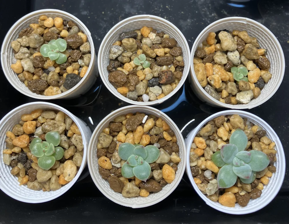 エケベリア コロラタ タパルパ Echeveria colorata Tapalpa