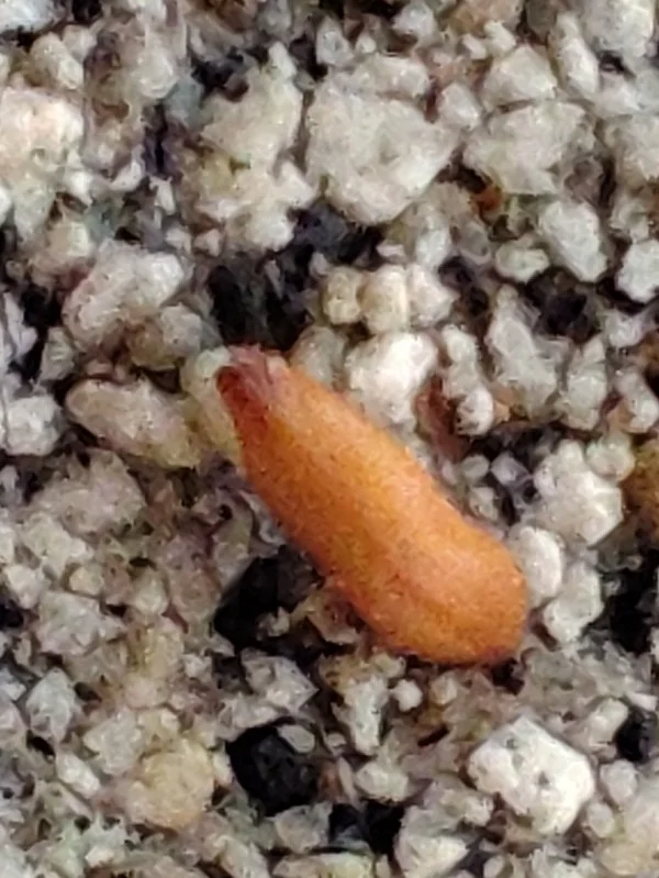 Pachypodium rosulatum (パキポディウム ロスラーツム)