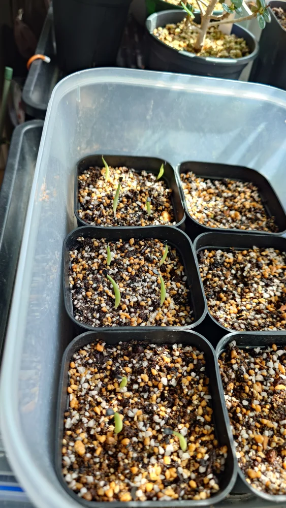 Agave difformis (アガベ ディフォルミス)