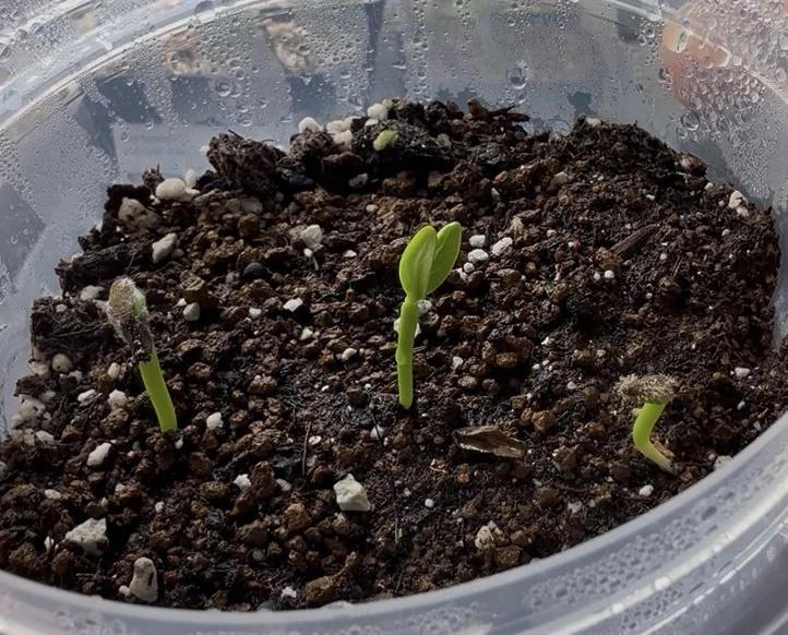 Pachypodium ambongense (パキポディウム アンボンゲンセ)