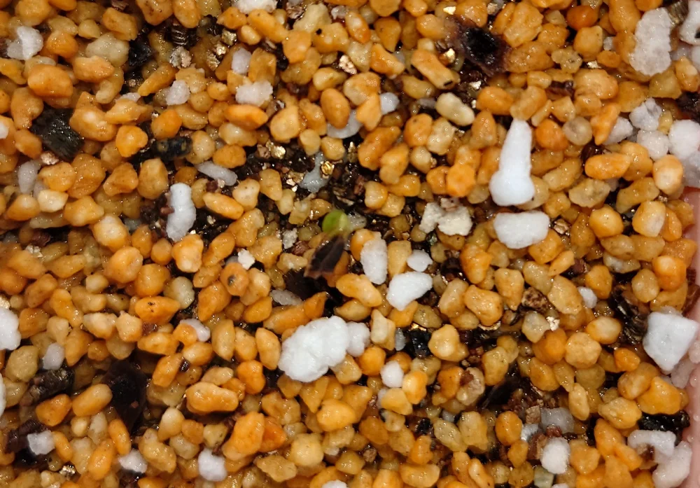 Aloe polyphylla (アロエ ポリフィラ)