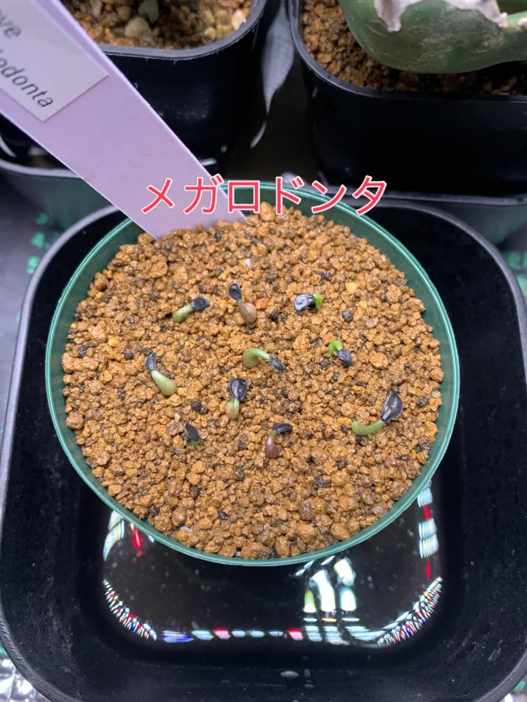 Agave megalodonta (アガベ メガロドンタ)