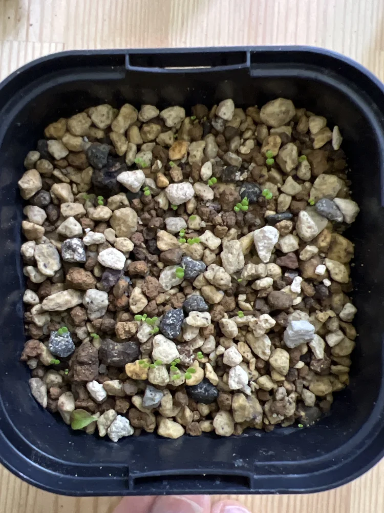 Sinningia leucotricha (シンニンギア レウコトリカ 断崖の女王)