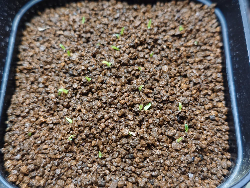 ロメオ種子 発芽 参考画像 発芽報告/Xerophyta retinervis (ゼロフィタ レティネルビス)/簡単に