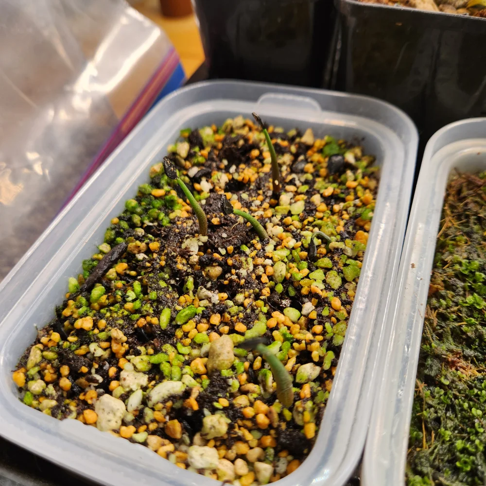 Agave seemanniana Oaxaca Red Thorn (アガベ シーマニアナ オアハカレッドソーン)