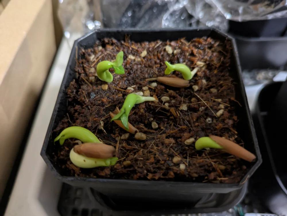 KHZ Adenium thai socotranum KHZ (アデニウム タイ ソコトラナム)
