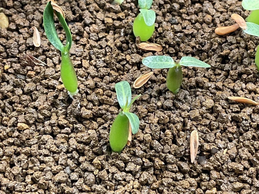 種子] パキポディウム グラキリス Lot.2026MAY Pachypodium rosulatum
