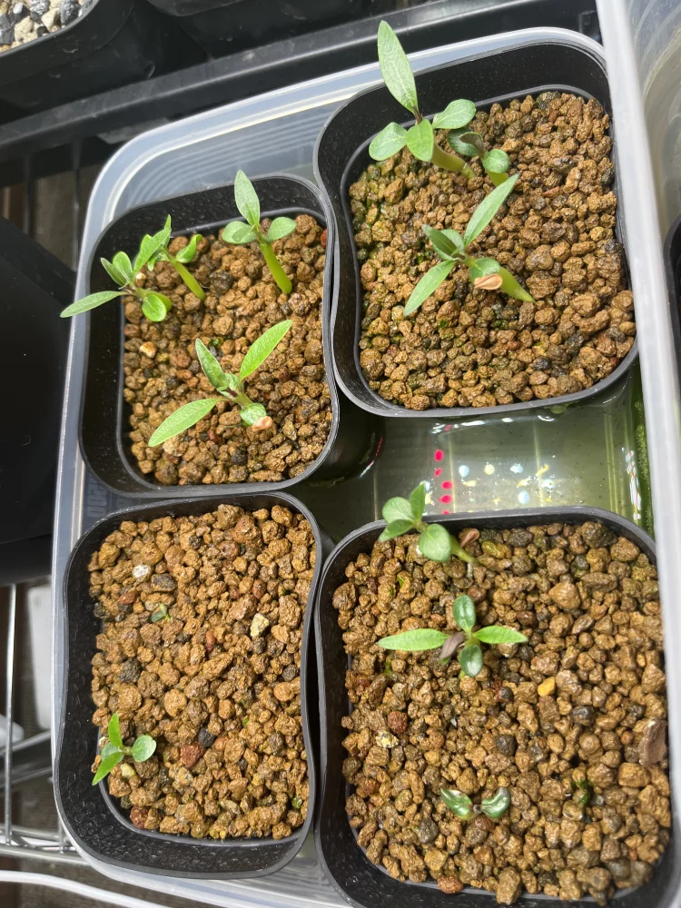 パキポディウム ウィンゾリー Pachypodium windsorii