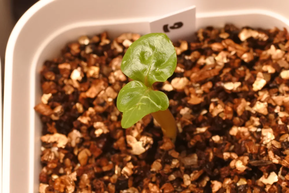 Adenium dhofarense (アデニウム ドファレンセ)