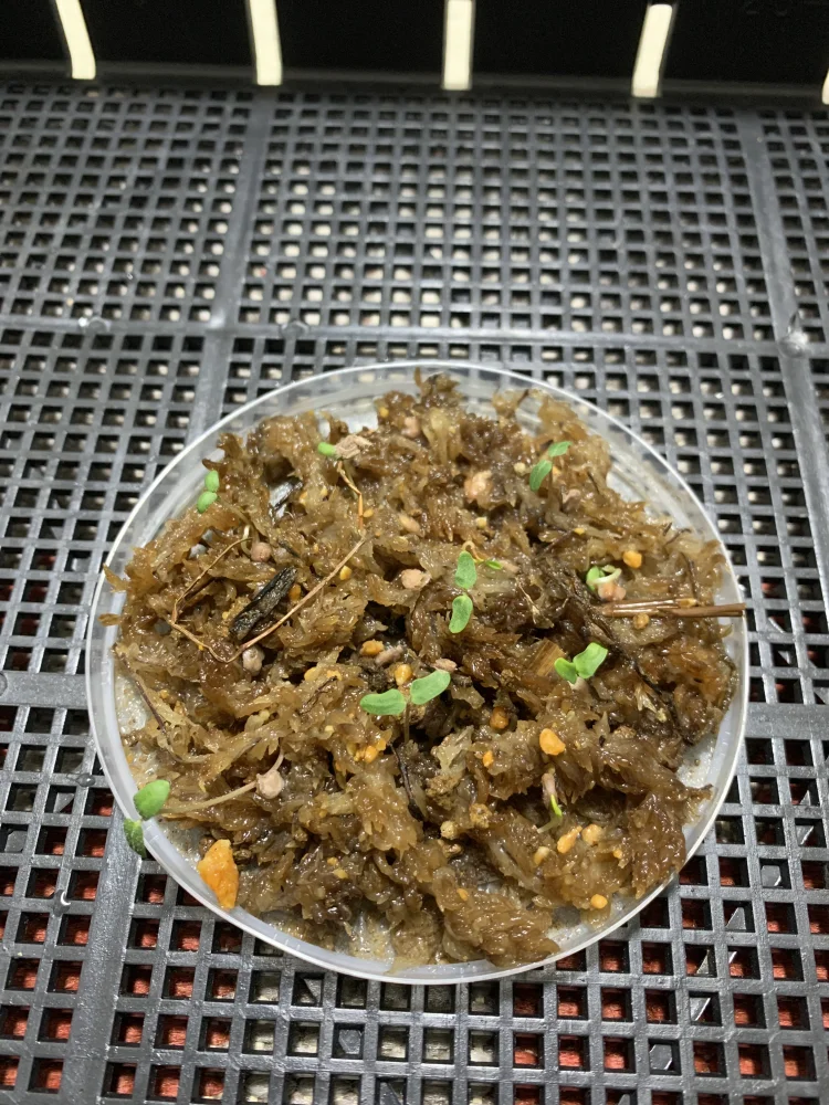 Pachycormus discolor (パキコルムス ディスカラー)