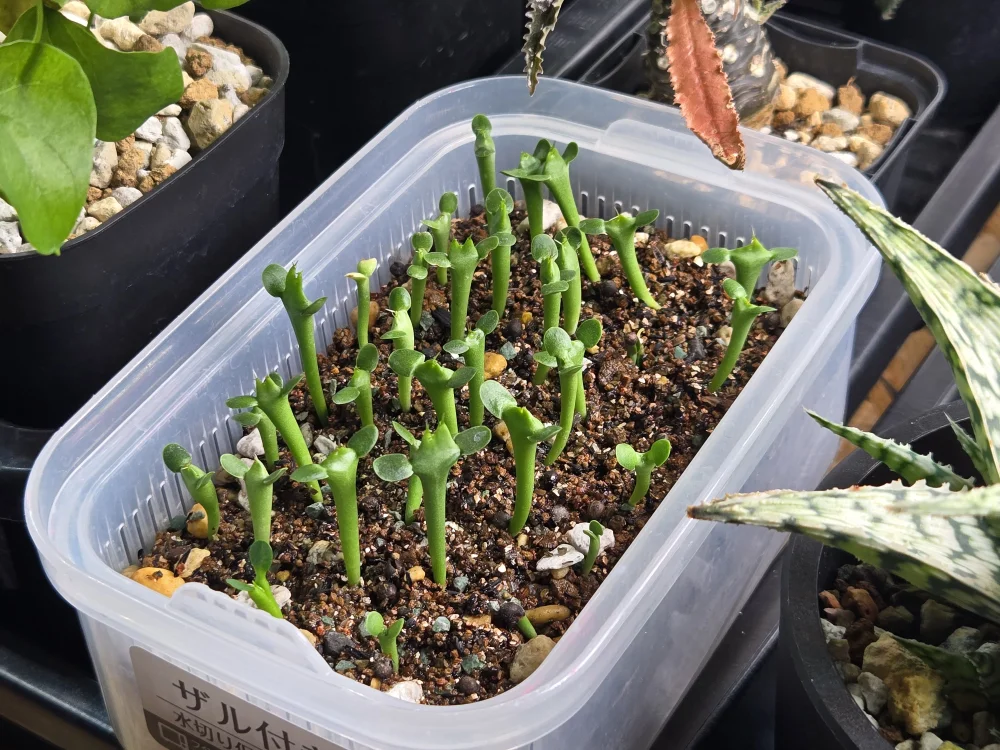 Euphorbia graniticola (ユーフォルビア グラニティコラ)