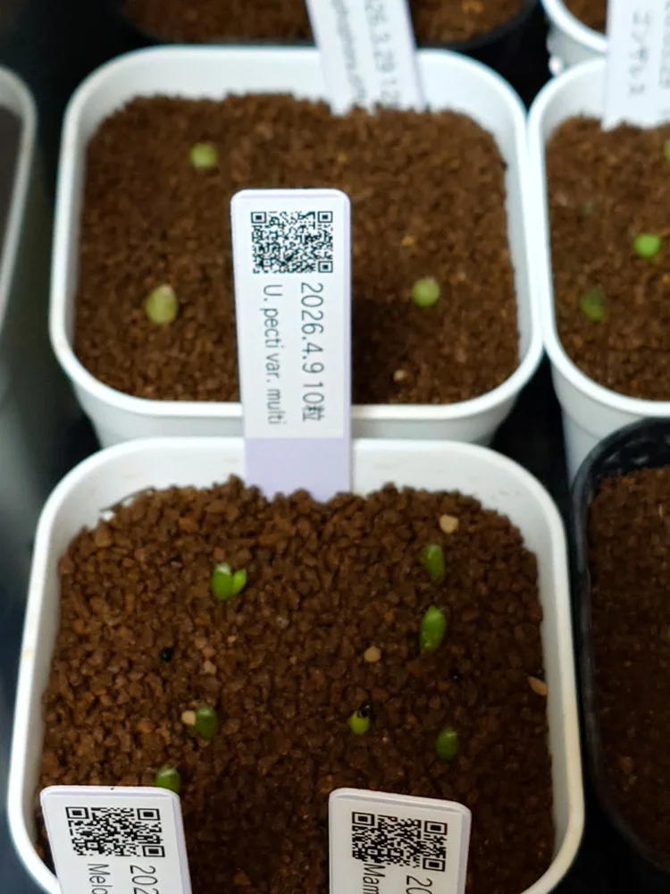 Uebelmannia pectinifera var. multicostata (ユーベルマニア ムルチコスタータ)