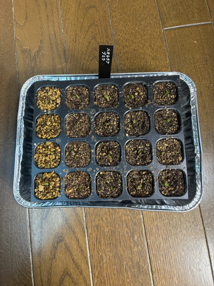 ハオルチア プミラ  Haworthia pumila