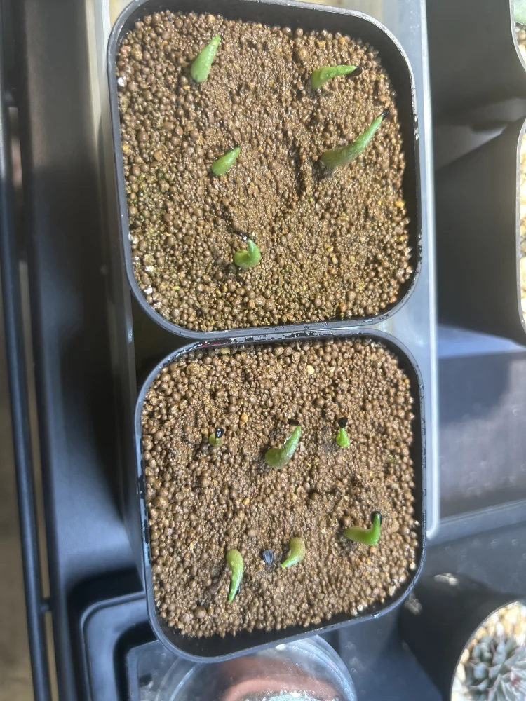 Agave oteroi Lot. (アガベ オテロイ)