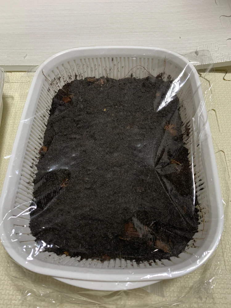 [種子/胞子] ビカクシダ ドイトン Platycerium doitung