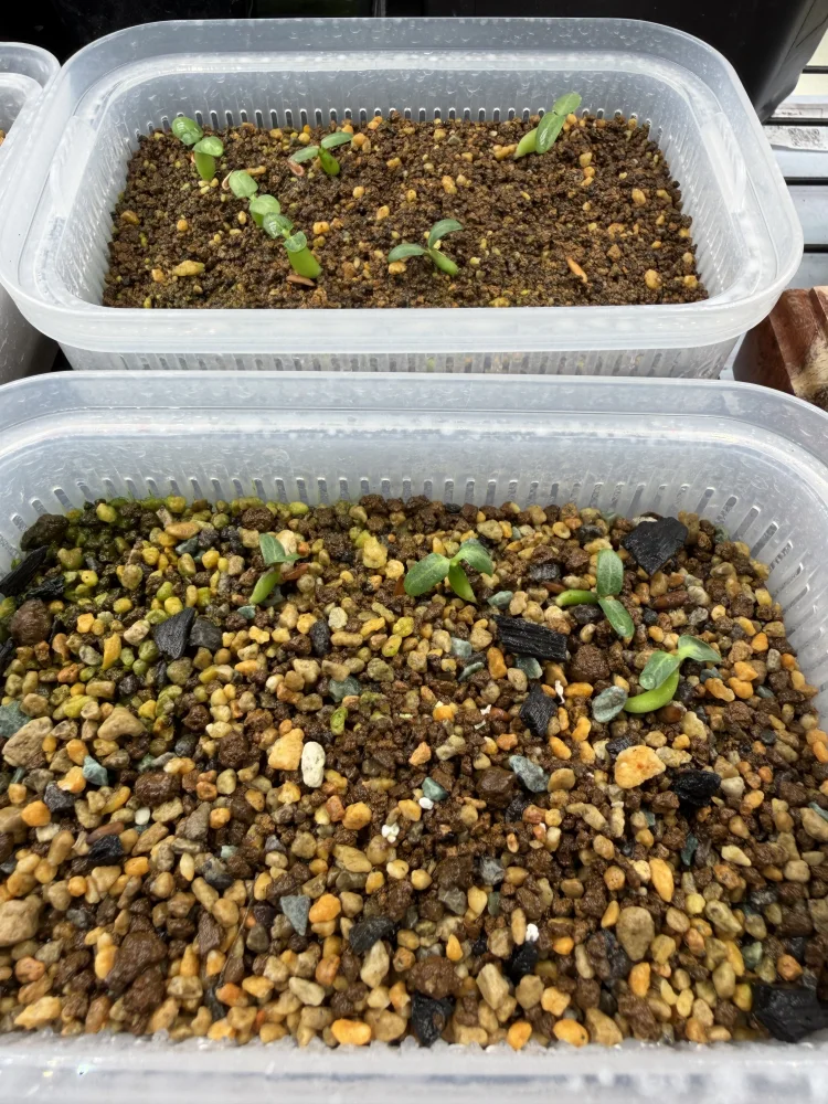 Pachypodium rosulatum var. gracilius (パキポディウム グラキリス)