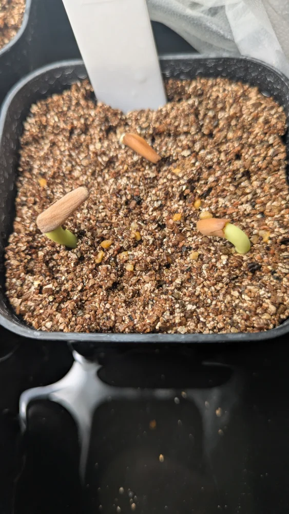 Adenium arabicum Black stem (アデニウム アラビカム ブラックステム)