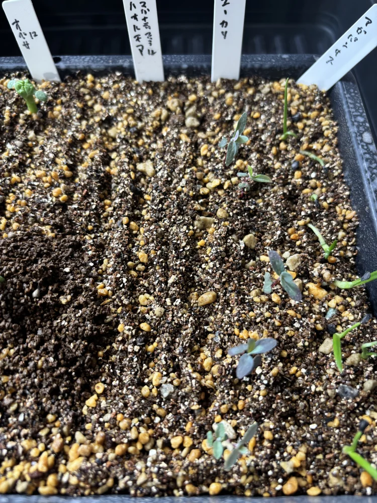 Agapanthus praecox (アガパンサス プラエコクス アフリカンブルー)