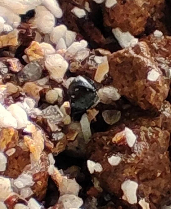 Bowiea volubilis (ボウィエア ボルビリス 蒼角殿)