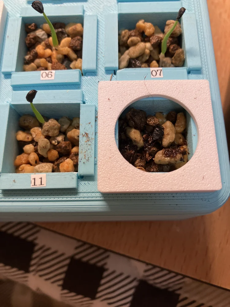 Agave utahensis nevadensis (アガベ ネヴァデンシス)