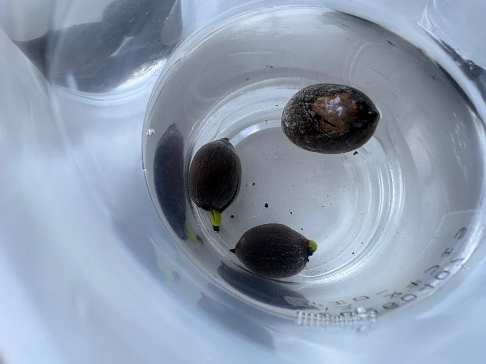 Nelumbo nucifera (ハス ヌキフェラ イエロー)