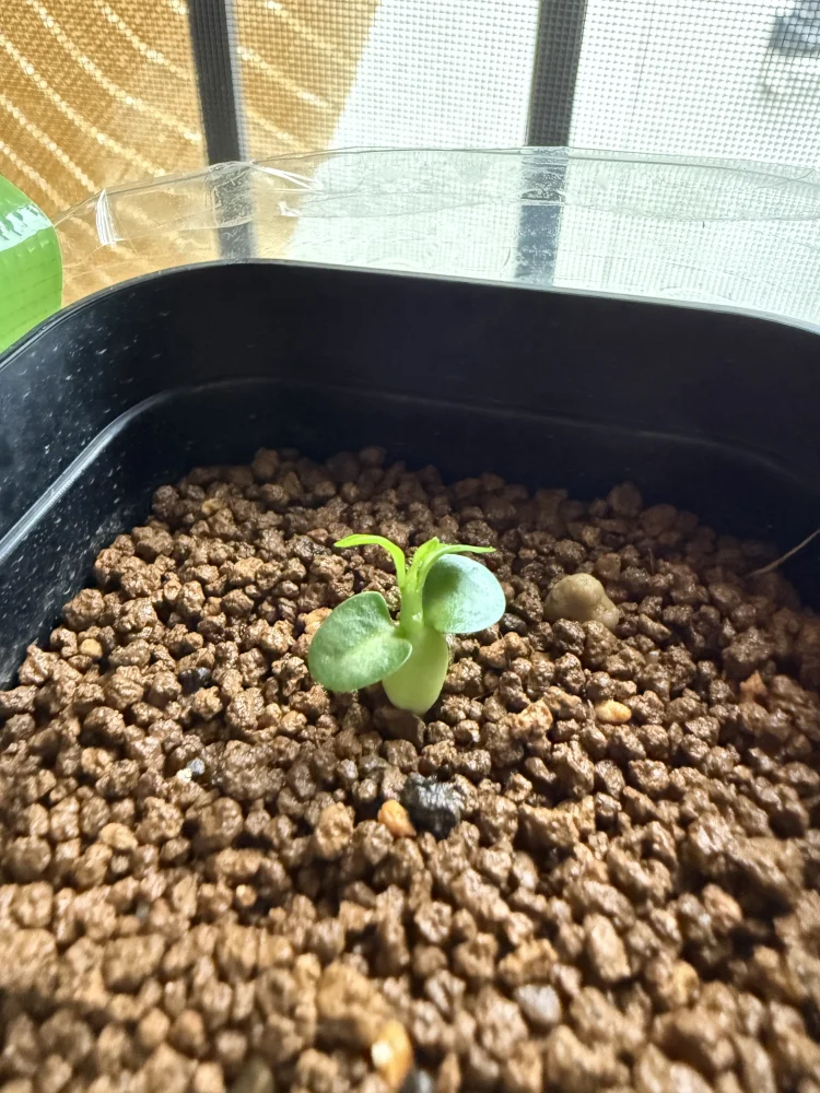 発芽