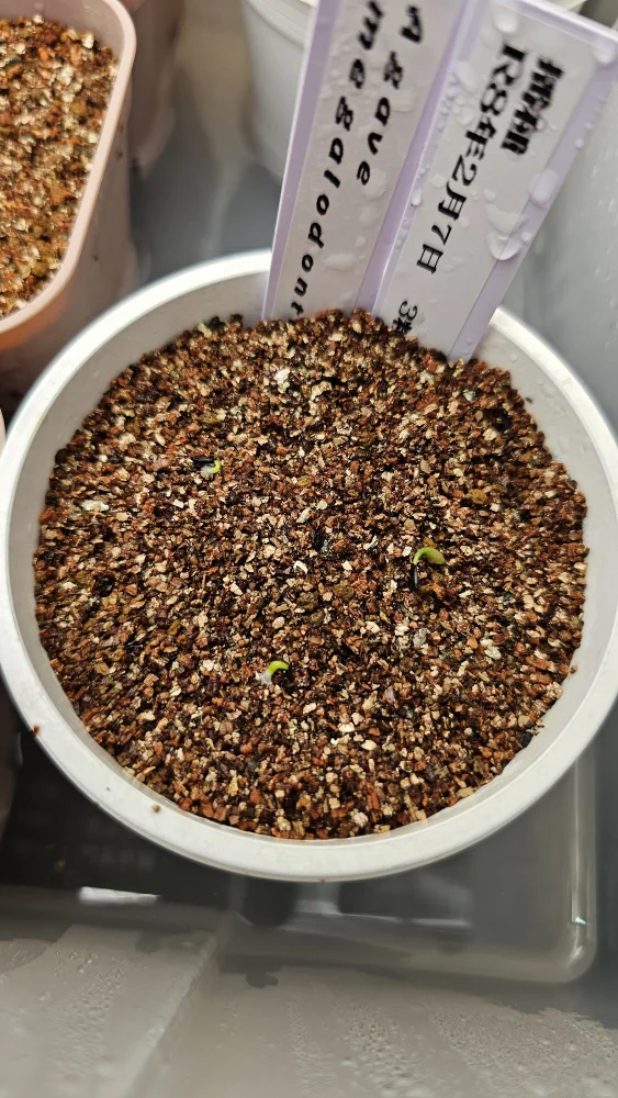 Agave megalodonta (アガベ メガロドンタ)