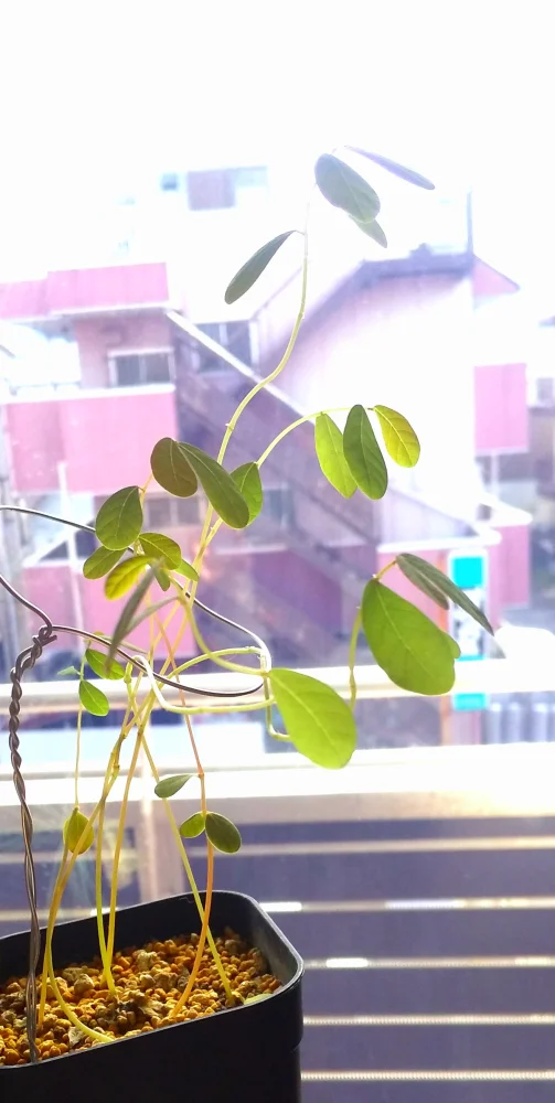 Phyllanthus mirabilis (フィランサス ミラビリス)