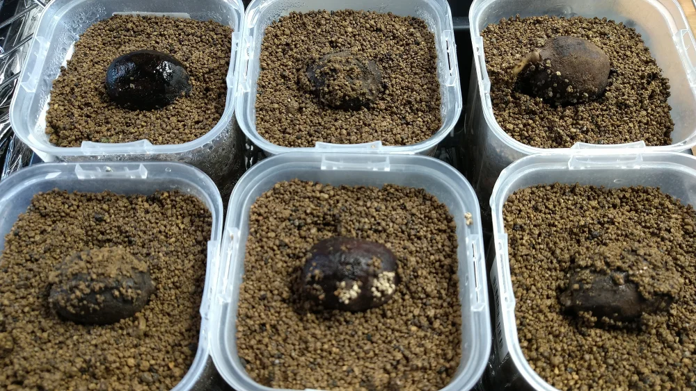 Bismarckia nobilis ([発根種子] ビスマルキア ノビリス シルバー)