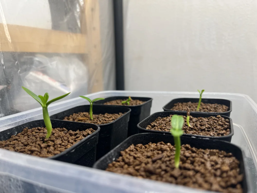 Pachypodium ambongense (パキポディウム アンボンゲンセ)