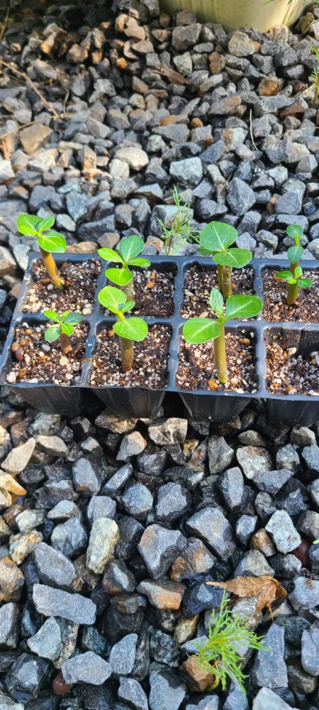 Adenium arabicum black giant (アデニウム アラビカム ブラックジャイアント)