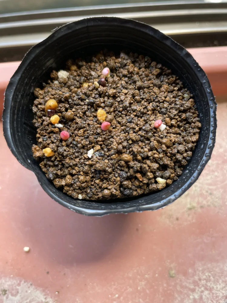 Astrophytum asterias gonzales (アストロフィツム ゴンザレス)