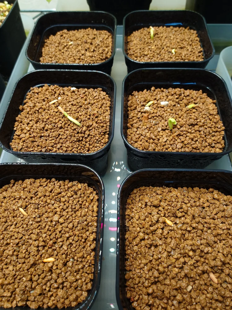種子] パキポディウム グラキリス Lot.2026MAY Pachypodium rosulatum