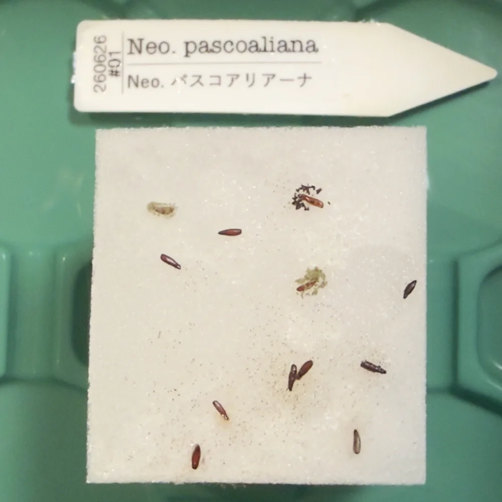 Neoregelia pascoaliana (ネオレゲリア パスコアリアーナ)