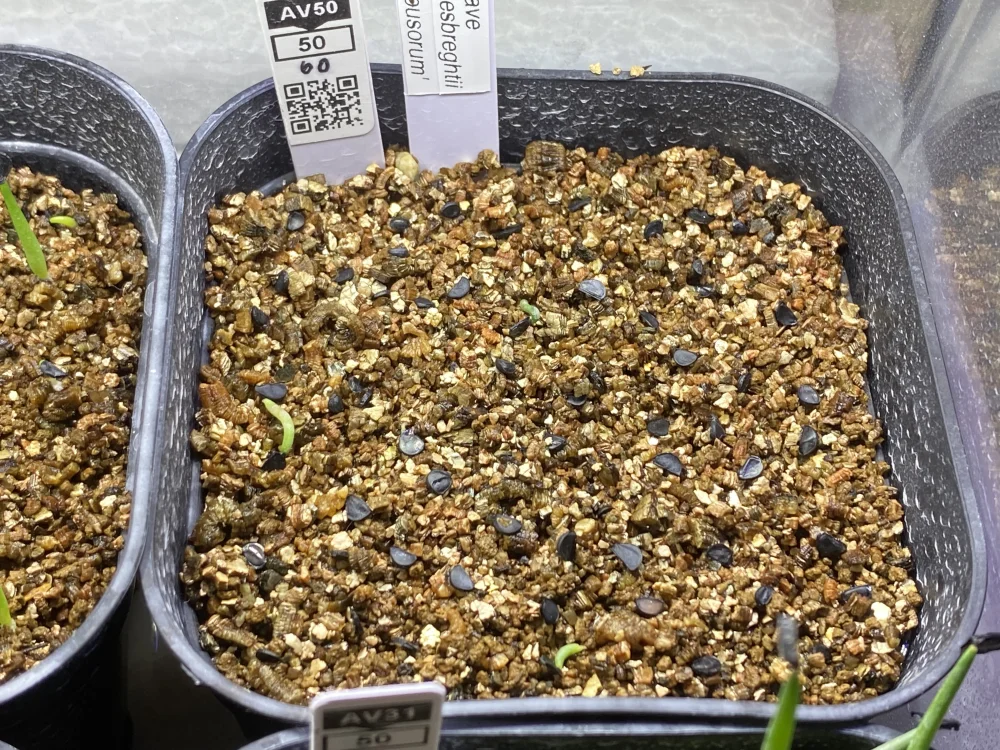  アガベ パルプソーラム Agave ghiesbreghtii 'Purpusorum'