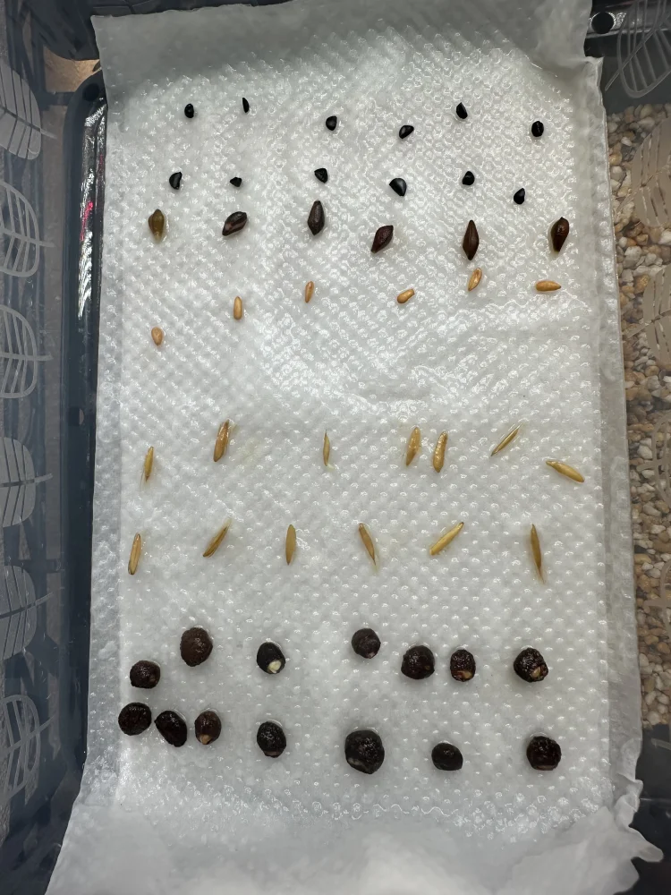 播種から3日目で発芽