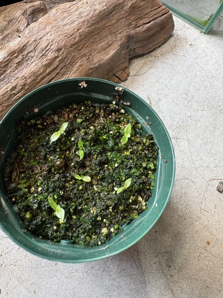 Puya mirabilis (プヤ ミラビリス)