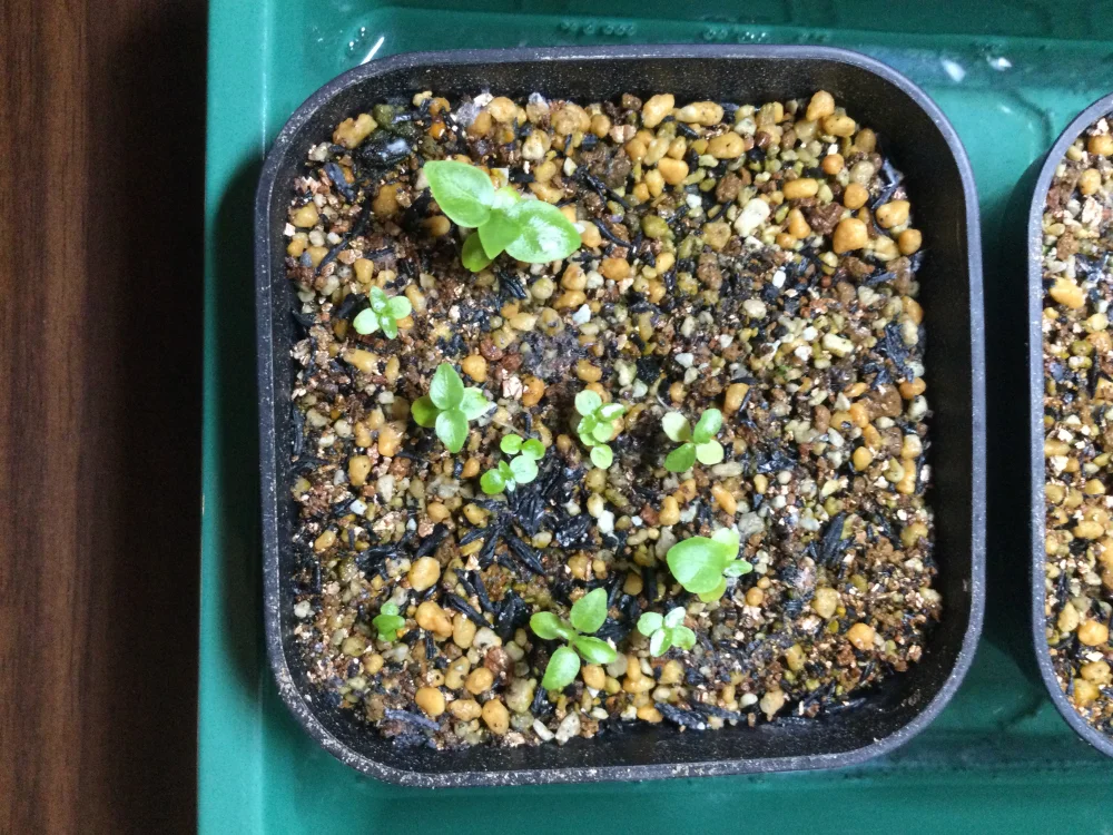 Ficus benjamina (フィカス ベンジャミン)