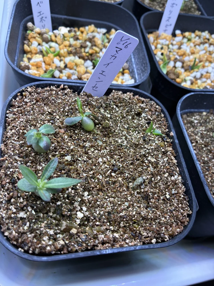 パキポディウム マカイエンセ Pachypodium rosulatum ssp. makayense | 塊根植物 コーデックス 魔界玉 マダガスカル 希少種