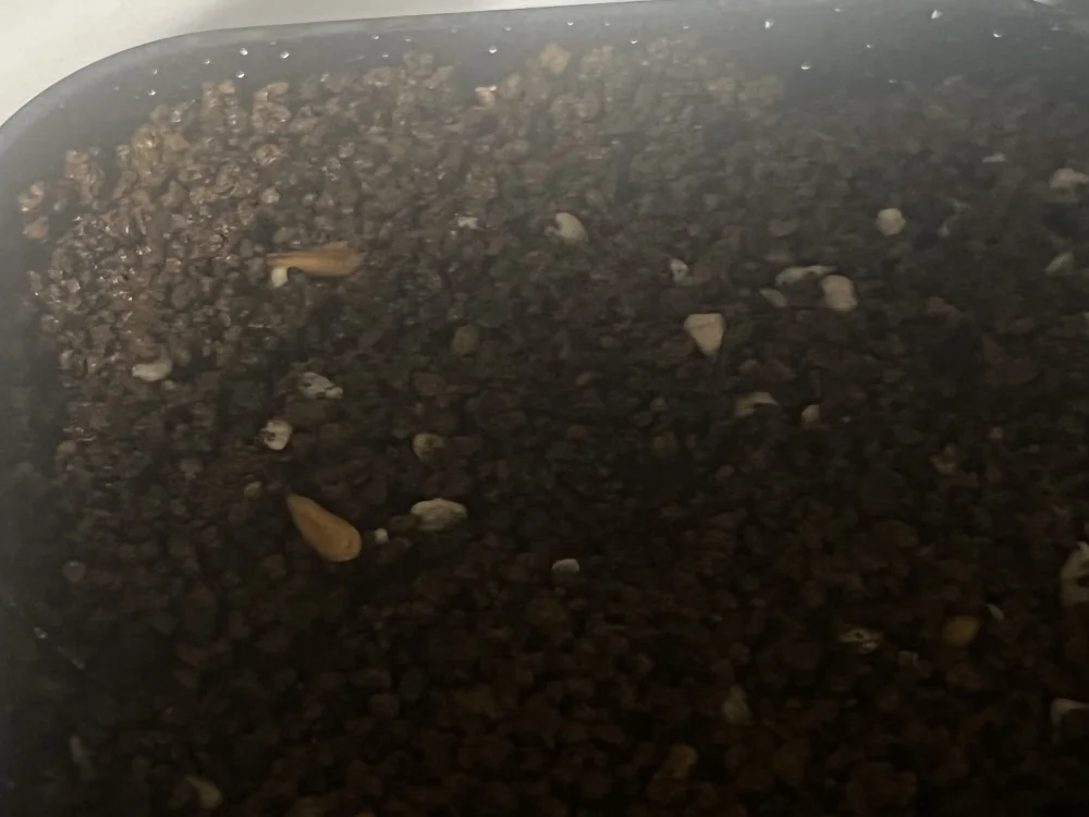 パキポディウム グラキリス Pachypodium rosulatum var. gracilius Lot.2025DEC