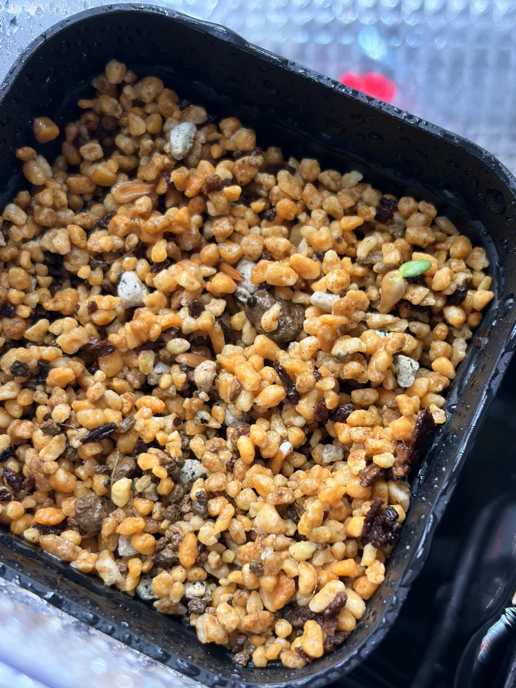 Pachypodium windsorii (パキポディウム ウィンゾリー)