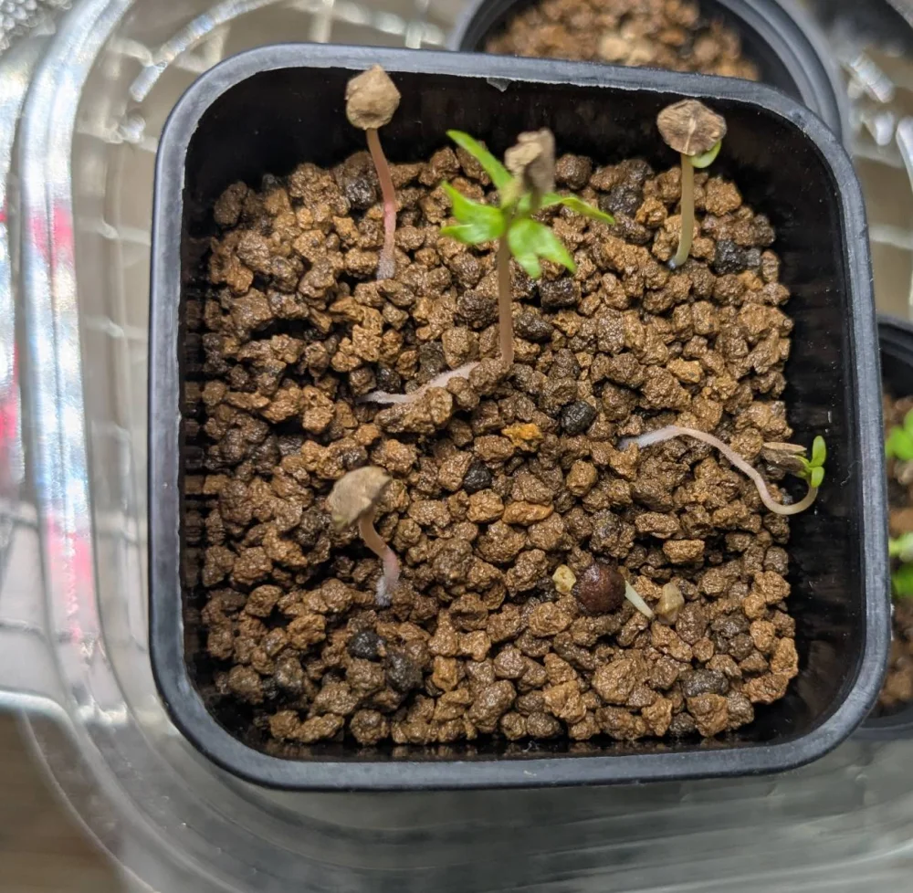 Boswellia soconana (ボスウェリア ソコナナ)