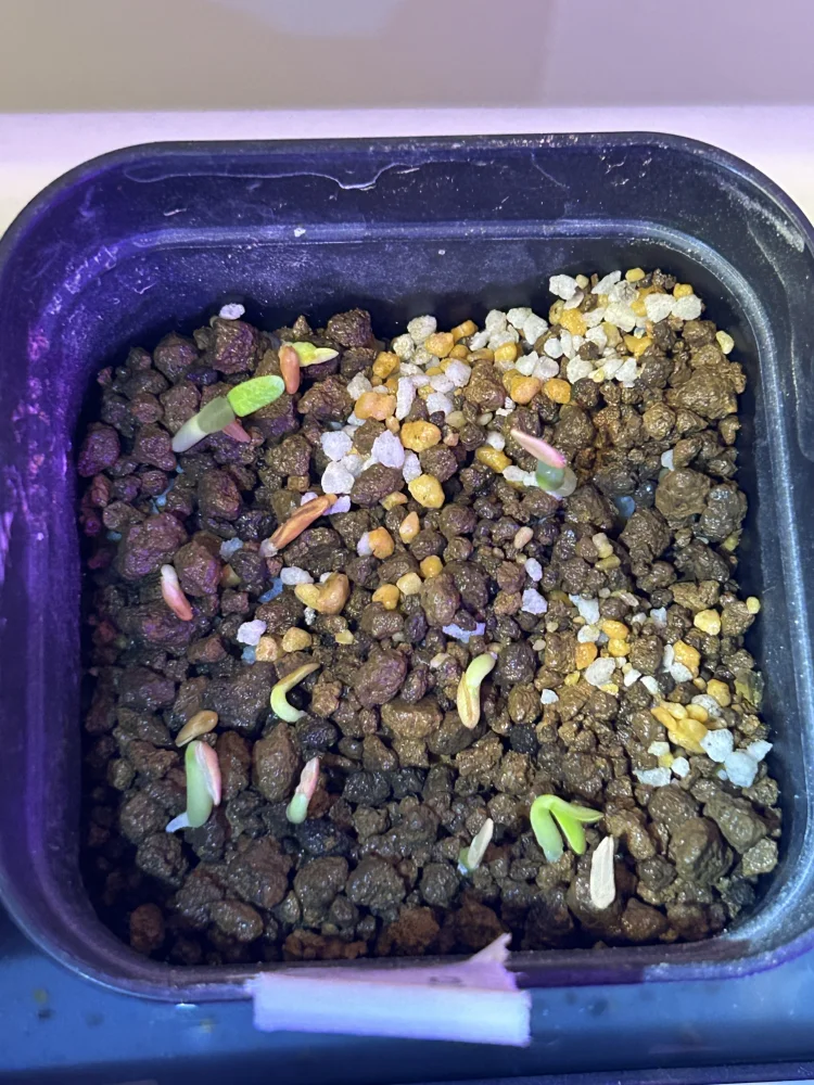 Pachypodium rosulatum (パキポディウム ロスラーツム)