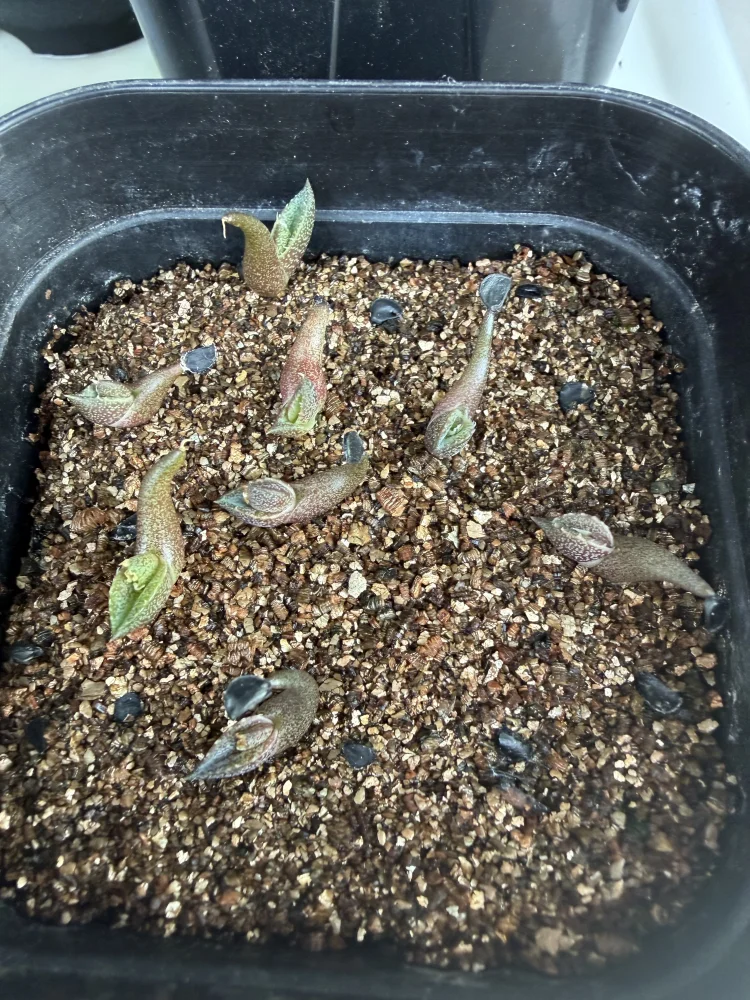 Agave oteroi Lot. (アガベ オテロイ)